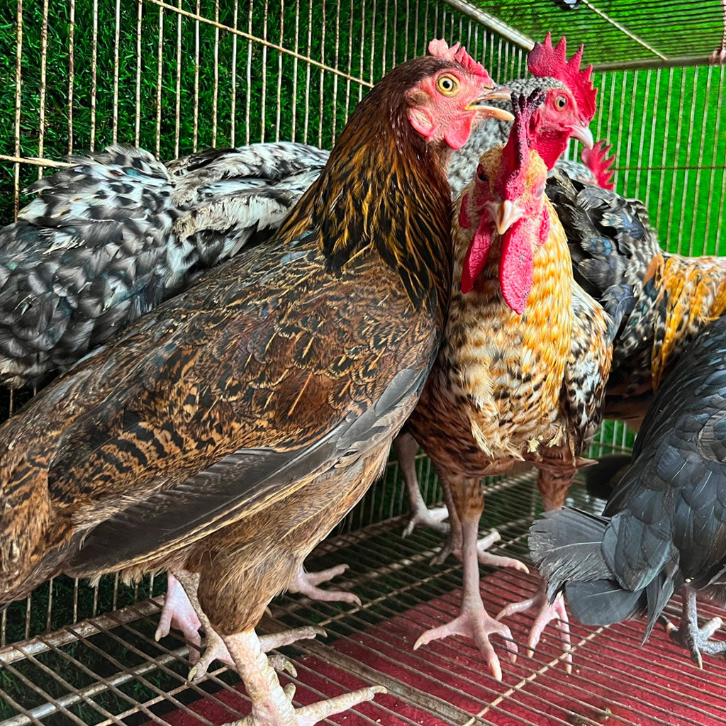 গ্রামের দেশি মুরগি ৭০০/৭৫০ গ্রাম সাইজ ৬৪০/-