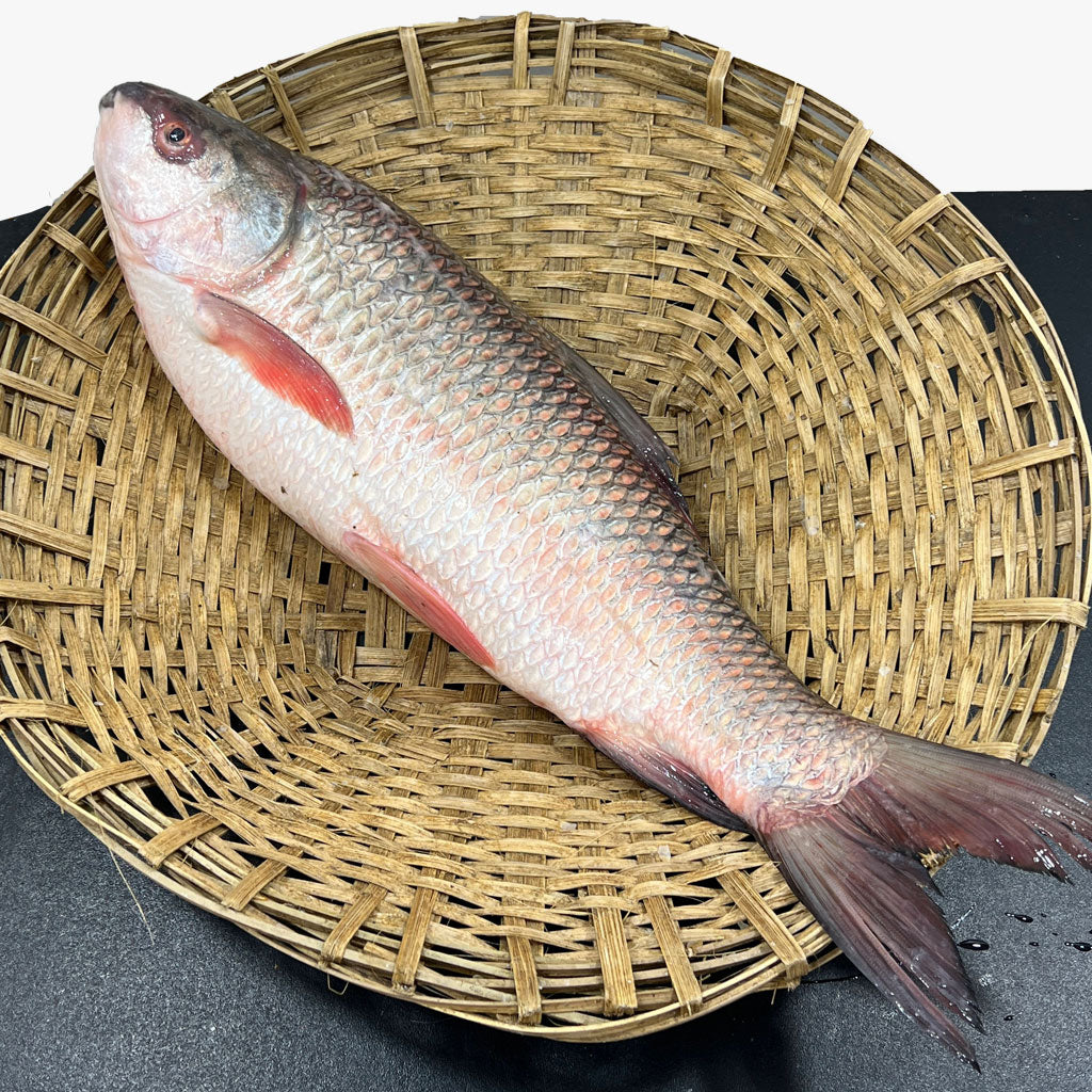 নদীর রুই মাছ আড়াই কেজি সাইজ পার কেজি 560/-