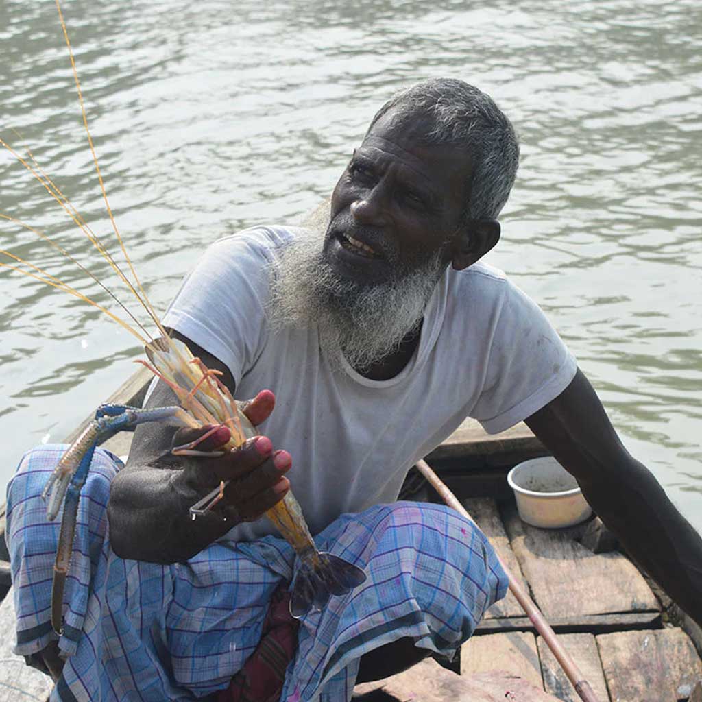 চিংড়ি কালেকশন