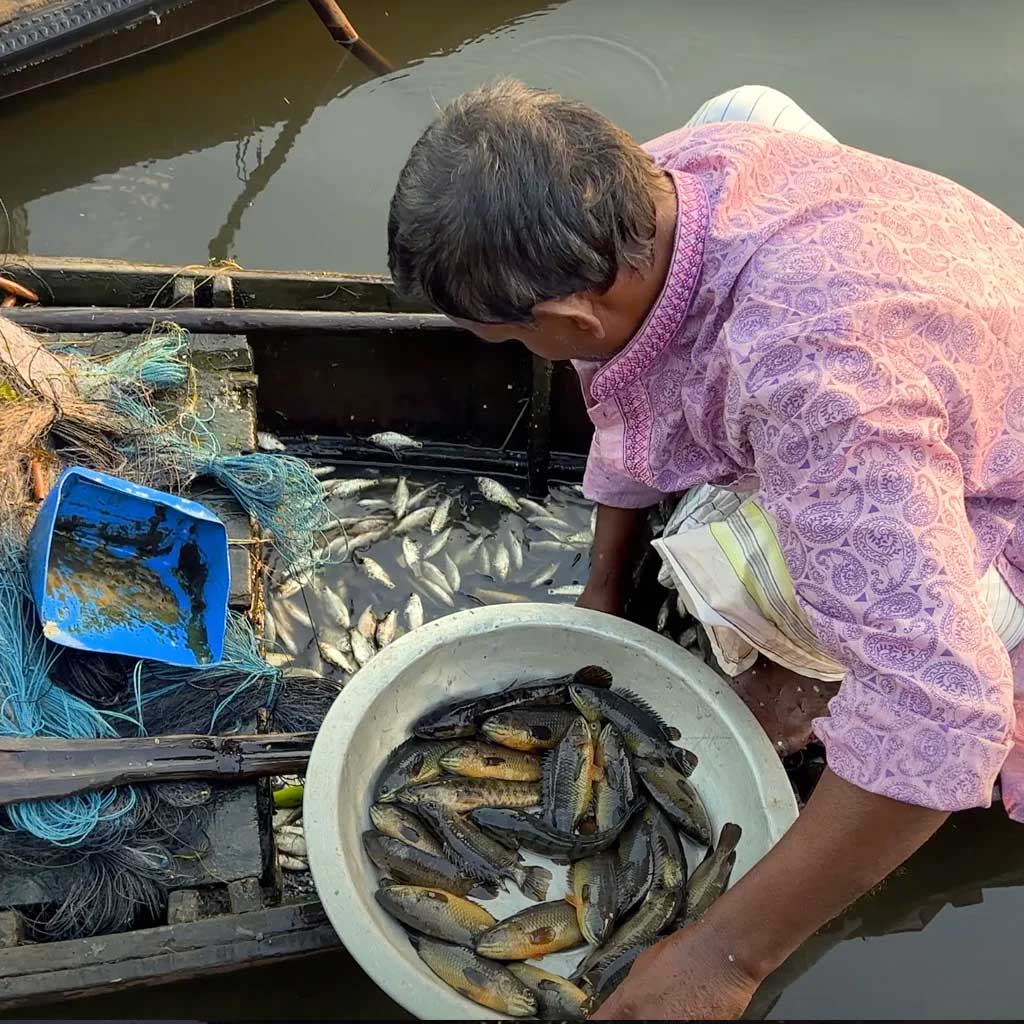 হাওড়ের দেশি মাছ