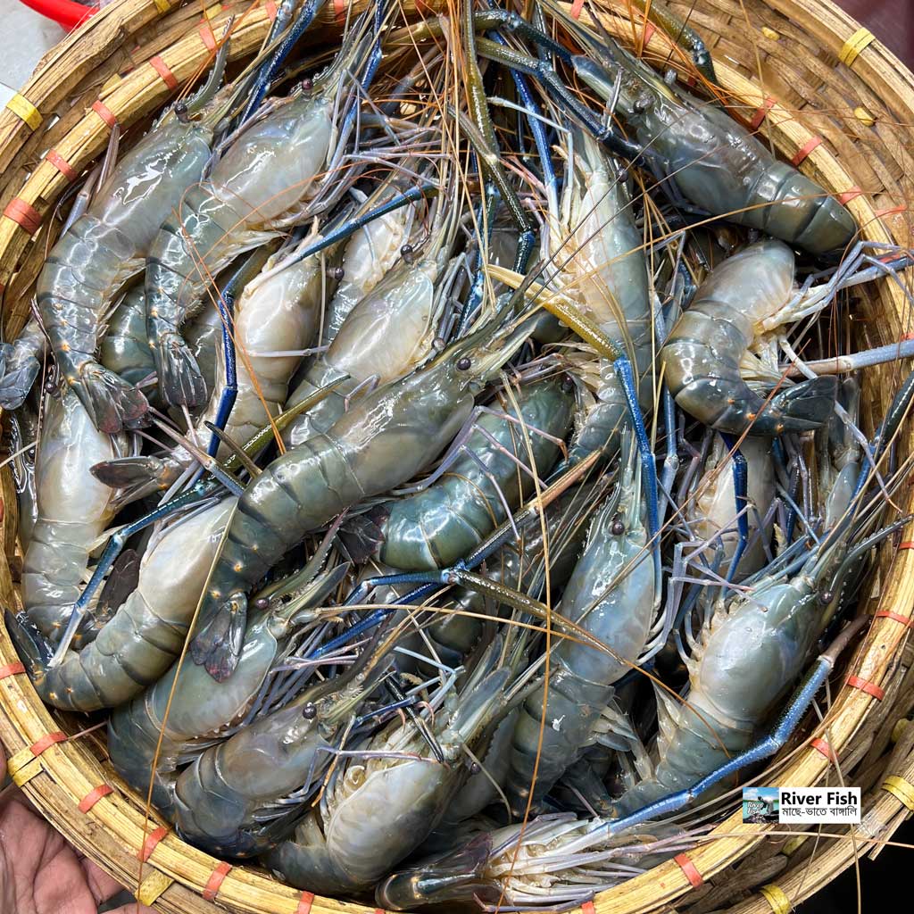 গলদা (১০-১৩ পিসে কেজি)