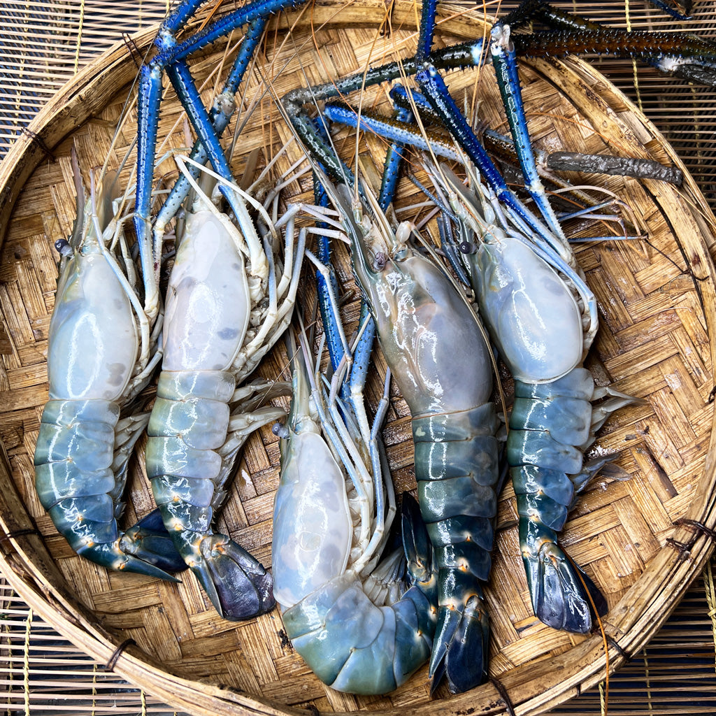 গলদা চিংড়ি ৫/৭ পিসে কেজি