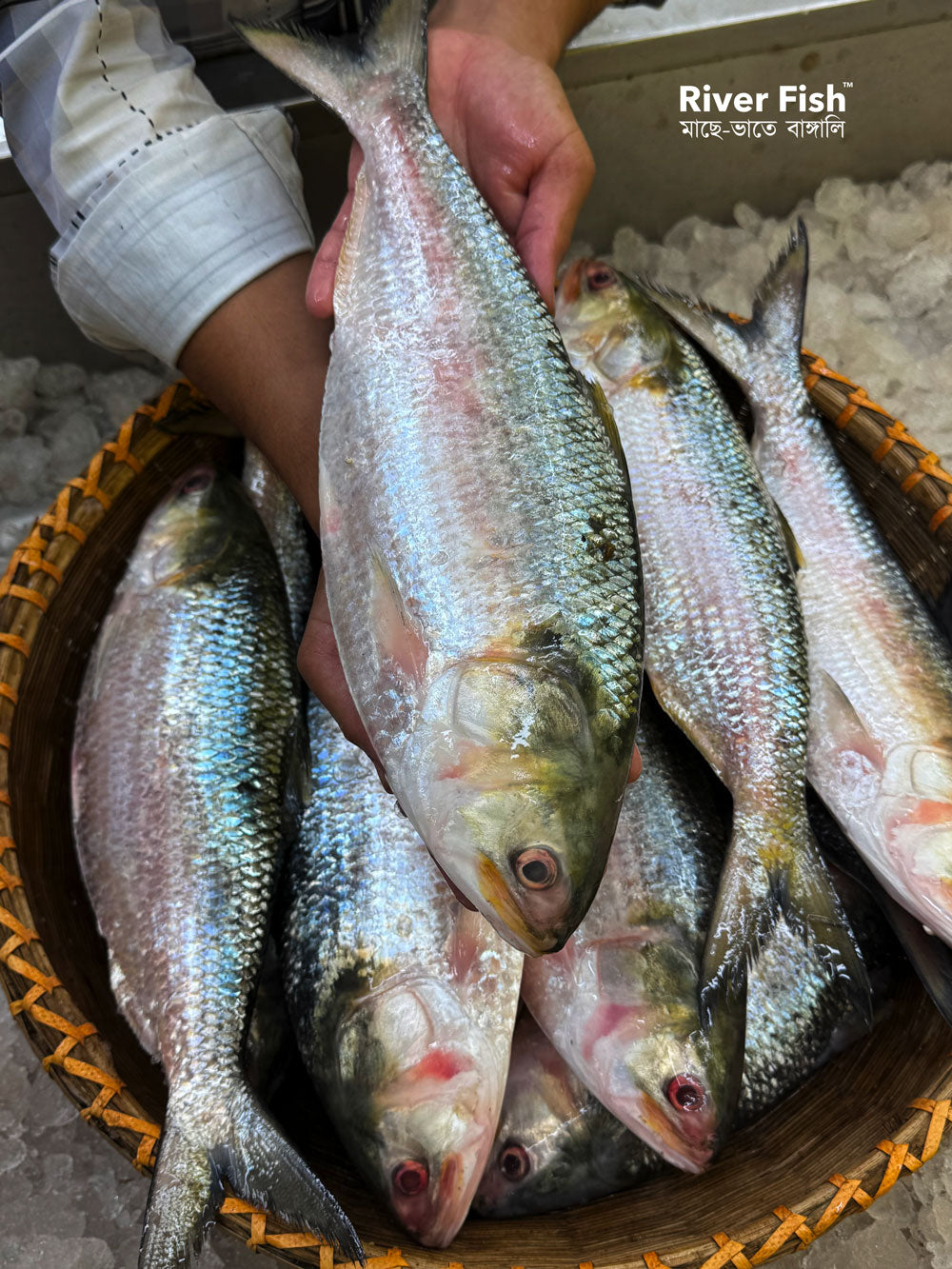 চাঁদপুরের লোকাল ইলিশ- ১১০০ গ্রাম প্লাস সাইজ