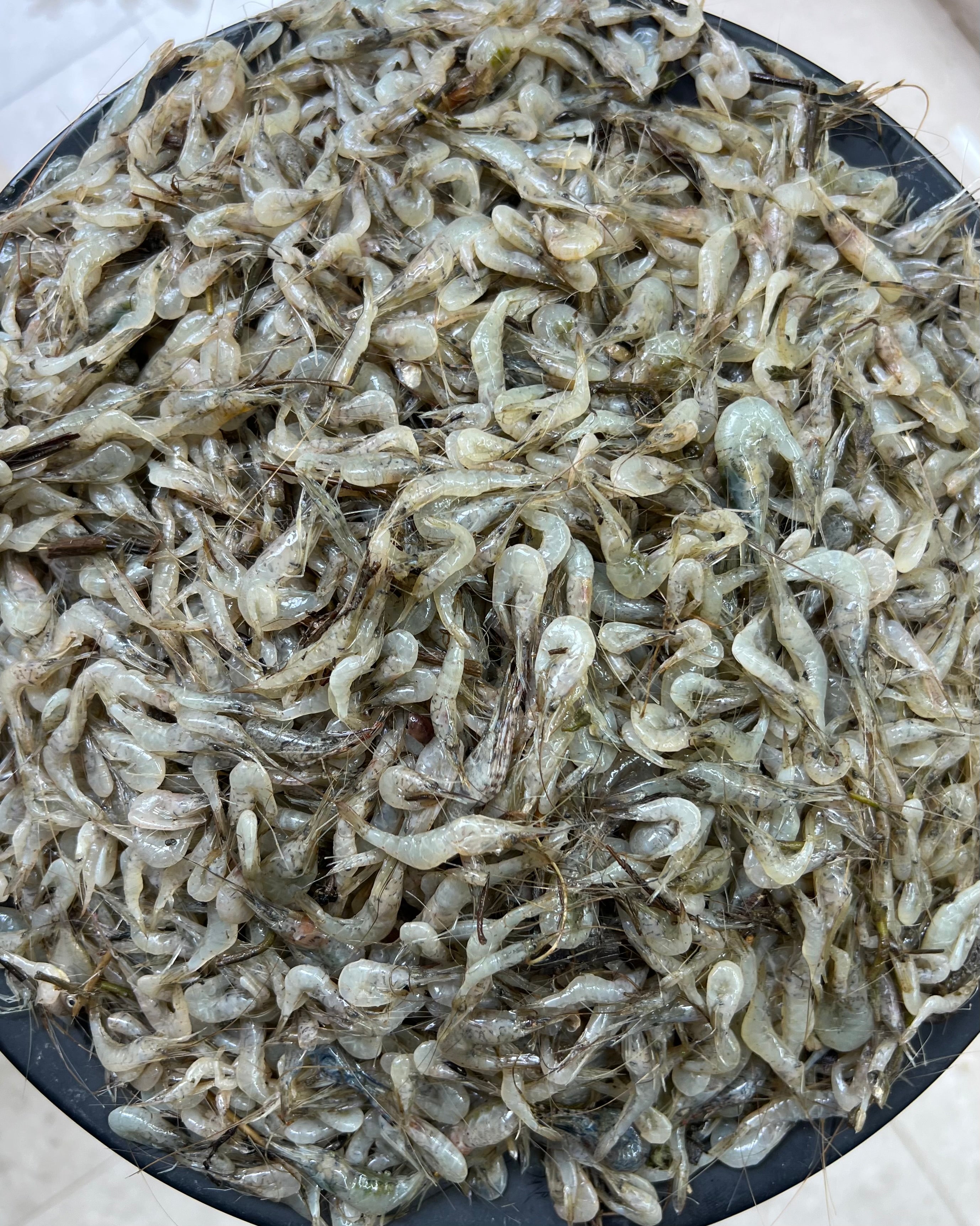 হাওড়ের ভর্তা চিংড়ি (ভুসি চিংড়ি/ গুড়া চিংড়ি)