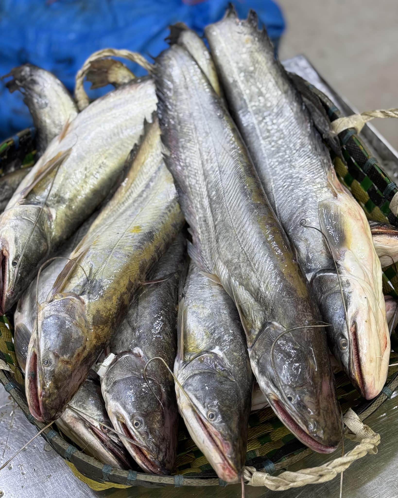 কিশোরগঞ্জের ধনু নদীর বোয়াল- ১ কেজি প্লাস সাইজ পারকেজি ১০৫০/- (অফার প্রাইস ৯৪০/-)