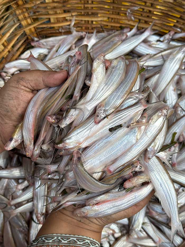 কিশোরগঞ্জের নদীর কাজুলি বড় সাইজ