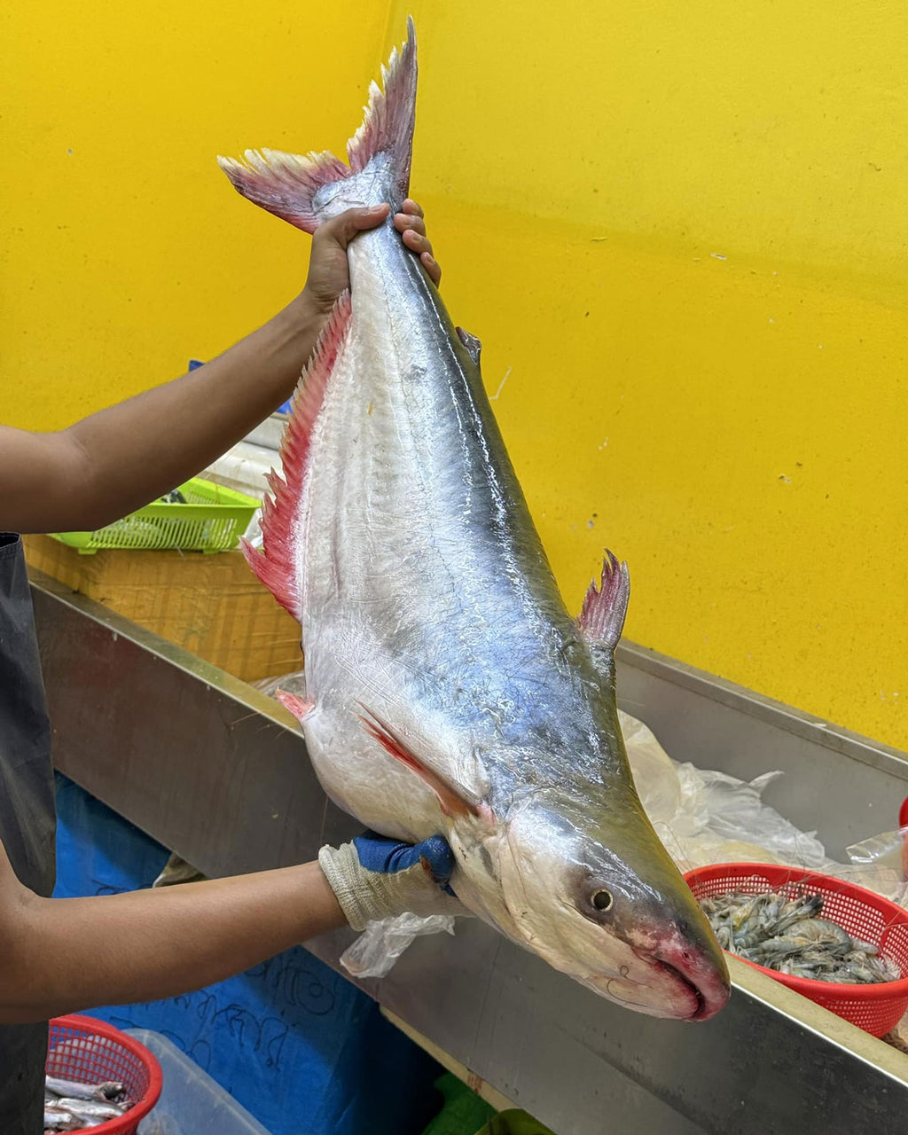 চাঁদপুরের নদীর পাংগাশ- ৮ কেজি প্লাস থেকে থেকে ১১ কেজি সাইজ পারকেজি 1300/-