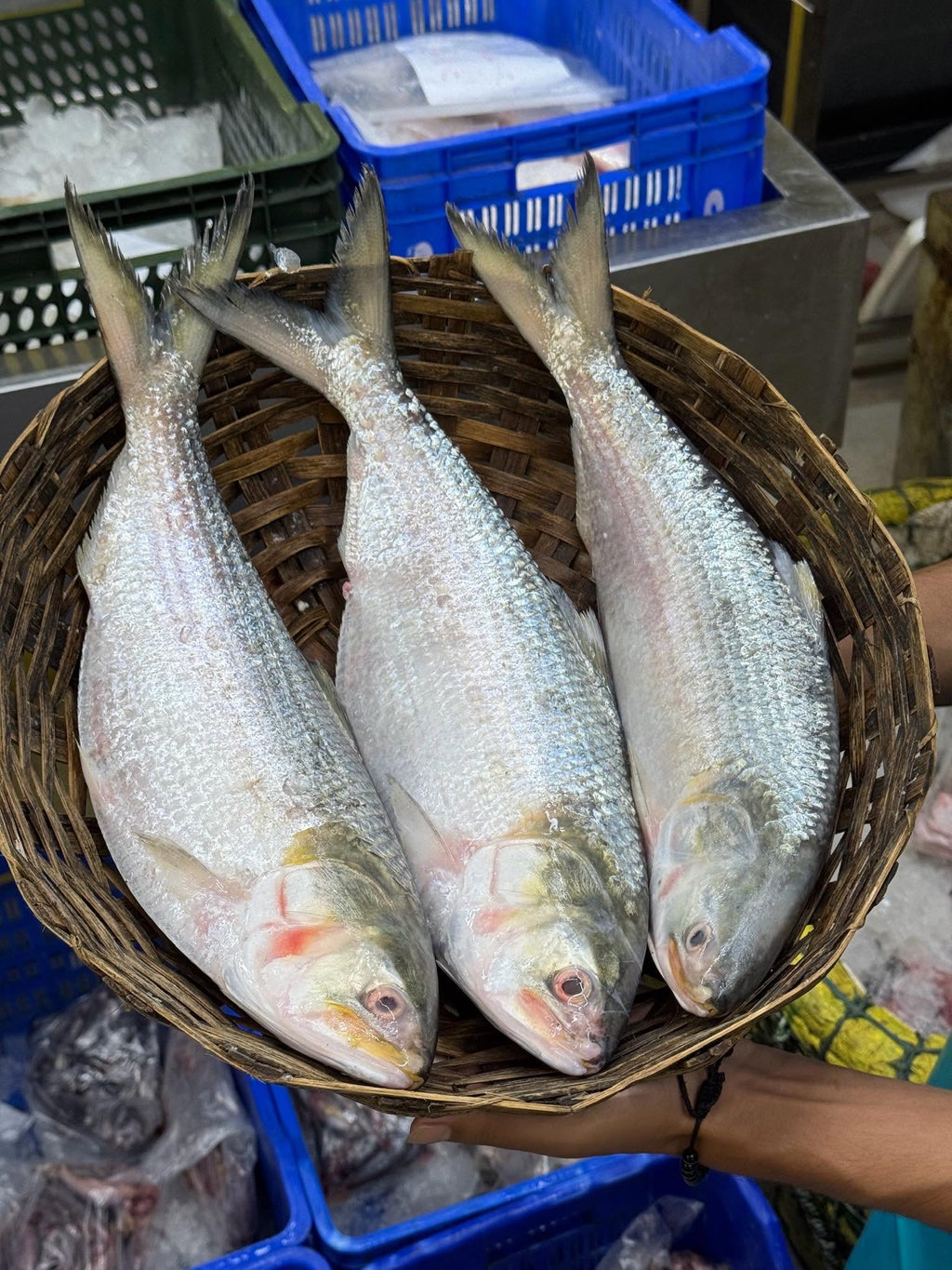 চাঁদপুরের লোকাল ইলিশ- ৯০০ গ্রাম - ১ কেজি সাইজ পারকেজি ২৮৯০/-