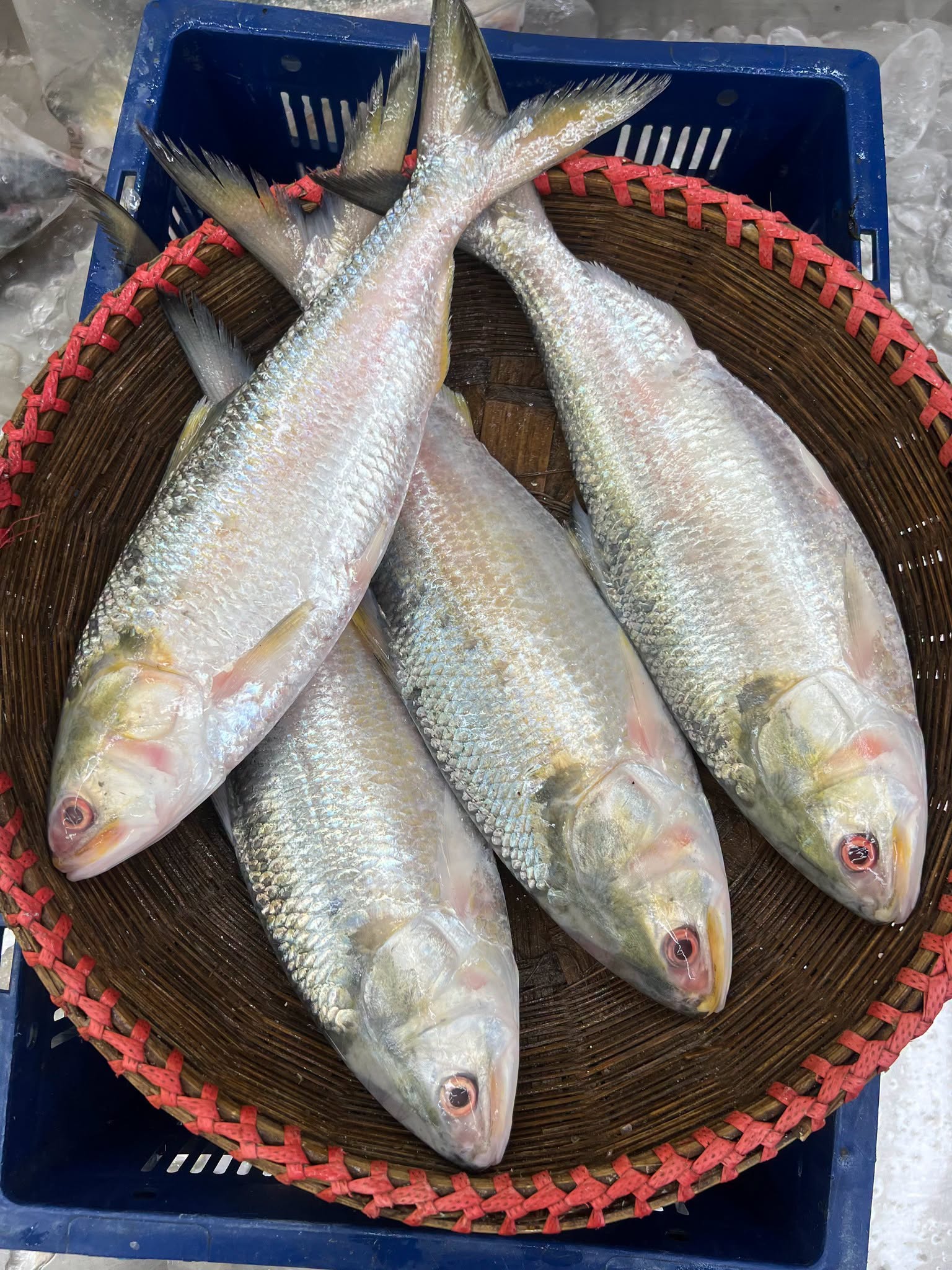 চাঁদপুরের লোকাল ইলিশ- ৯০০ গ্রাম - ১ কেজি সাইজ পারকেজি ২৮৯০/-