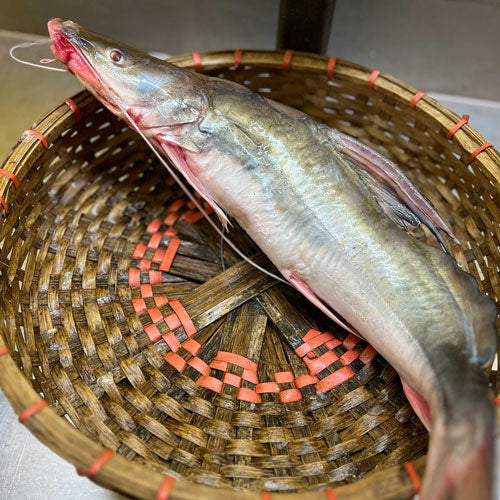 কিশোরগঞ্জের ধনু নদীর আইড়- ১ থেকে দের কেজি সাইজ পারকেজি ১৫৫০/-