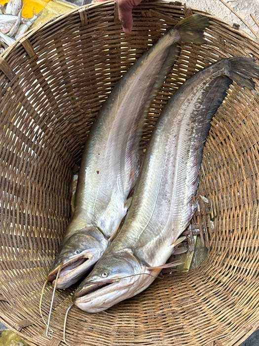 কিশোরগঞ্জের হাওরের বোয়াল তিন থেকে সাড়ে তিন কেজি সাইজের পারকেজি- ১১৮০/-