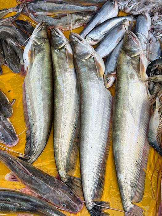 কিশোরগঞ্জের হাওরের বোয়াল ৪ থেকে ৫ কেজি সাইজের পারকেজি- ১৩৫০/-