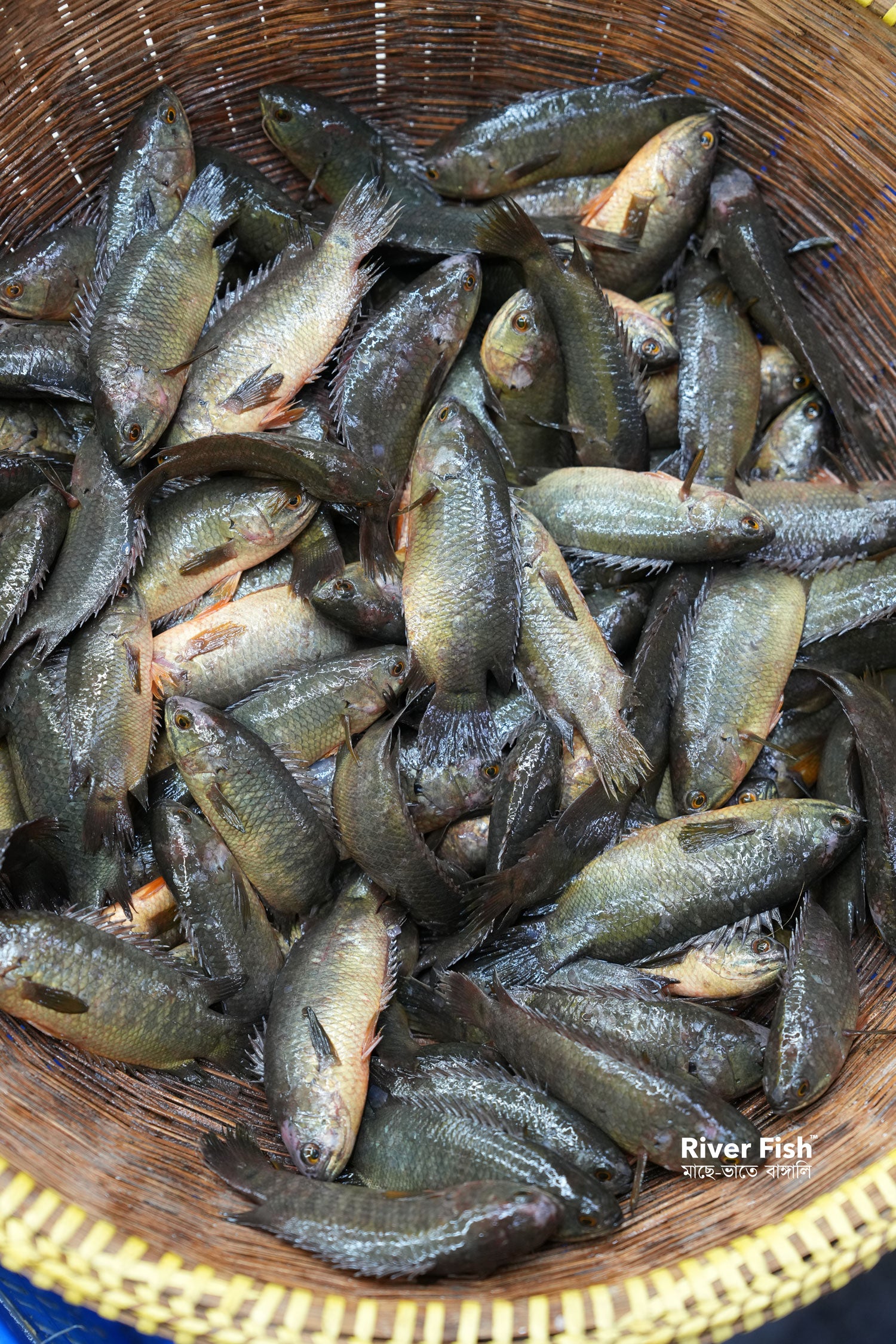 বিলের দেশি কই ছোট সাইজ (কেজিতে ২৫-৩০পিস)