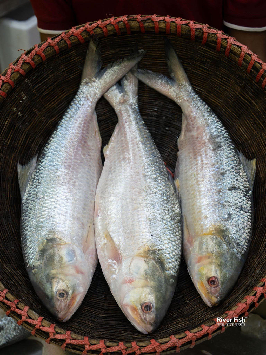 চাঁদপুরের লোকাল ইলিশ- ১১০০ গ্রাম - ১২০০ গ্রাম সাইজ পারকেজি ৩২০০/-
