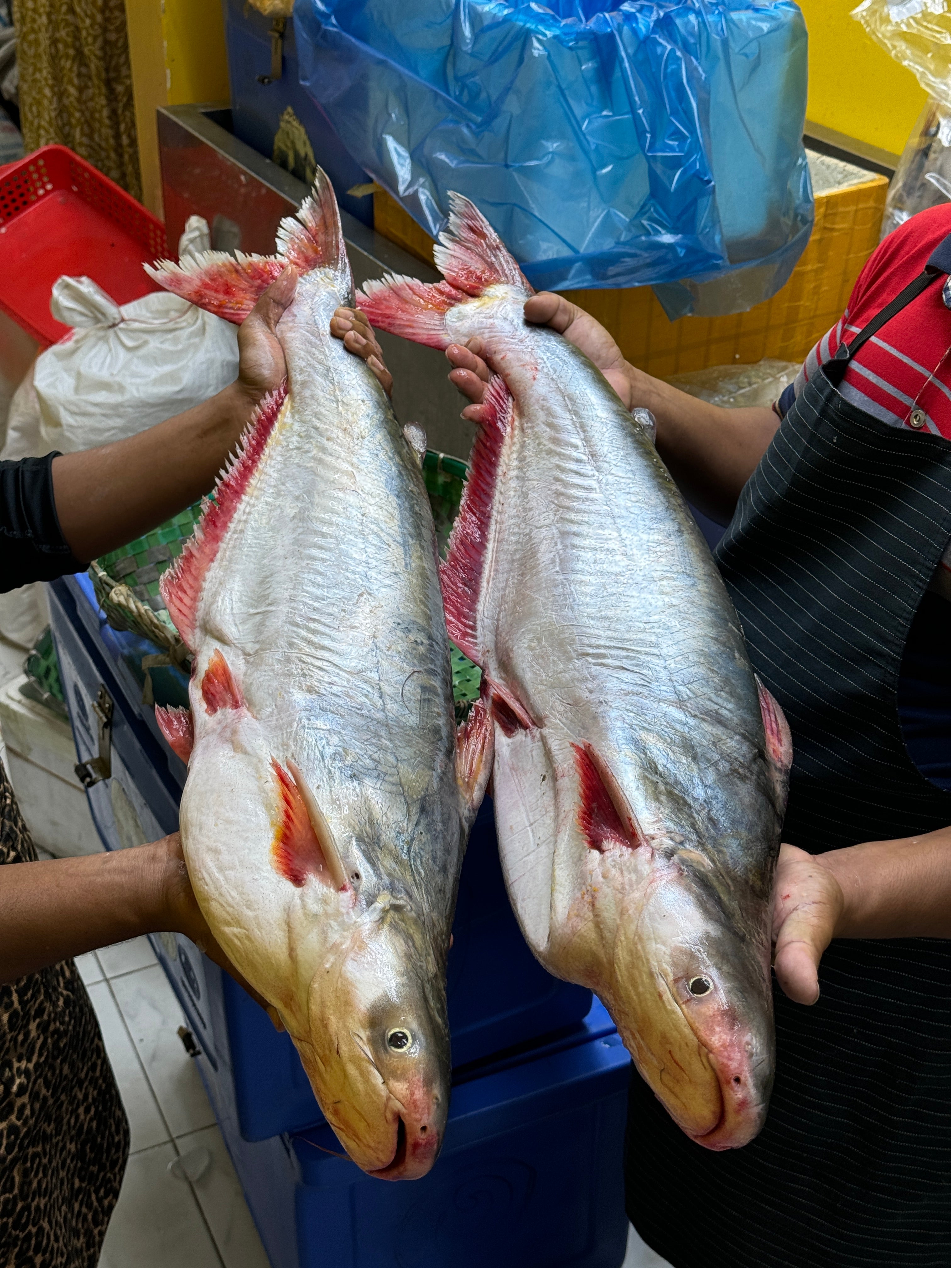 চাঁদপুরের নদীর পাংগাস ৫ থেকে ৬ কেজি সাইজ পারকেজি 1150/-