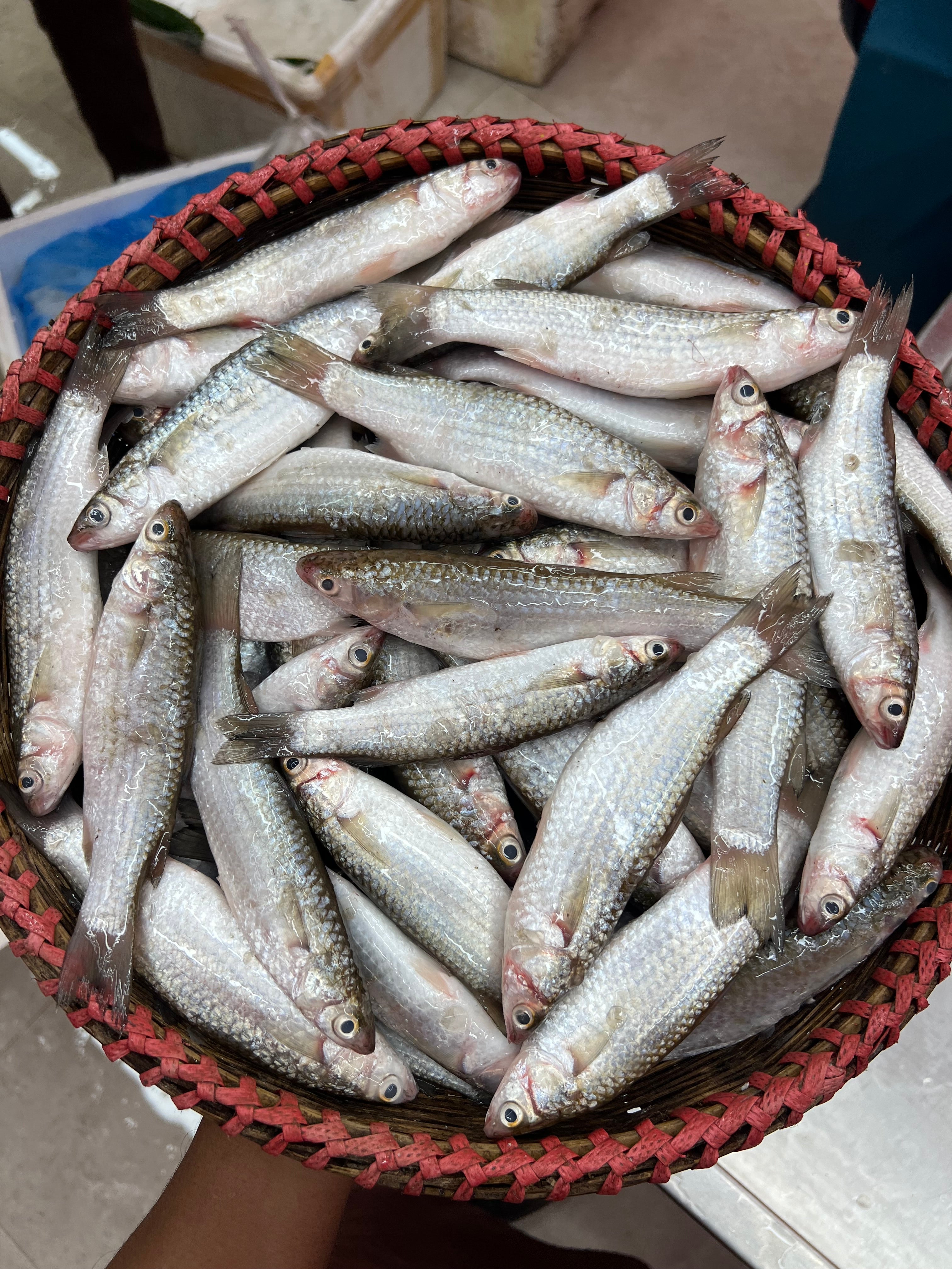 খুলনার পারশে মাছ