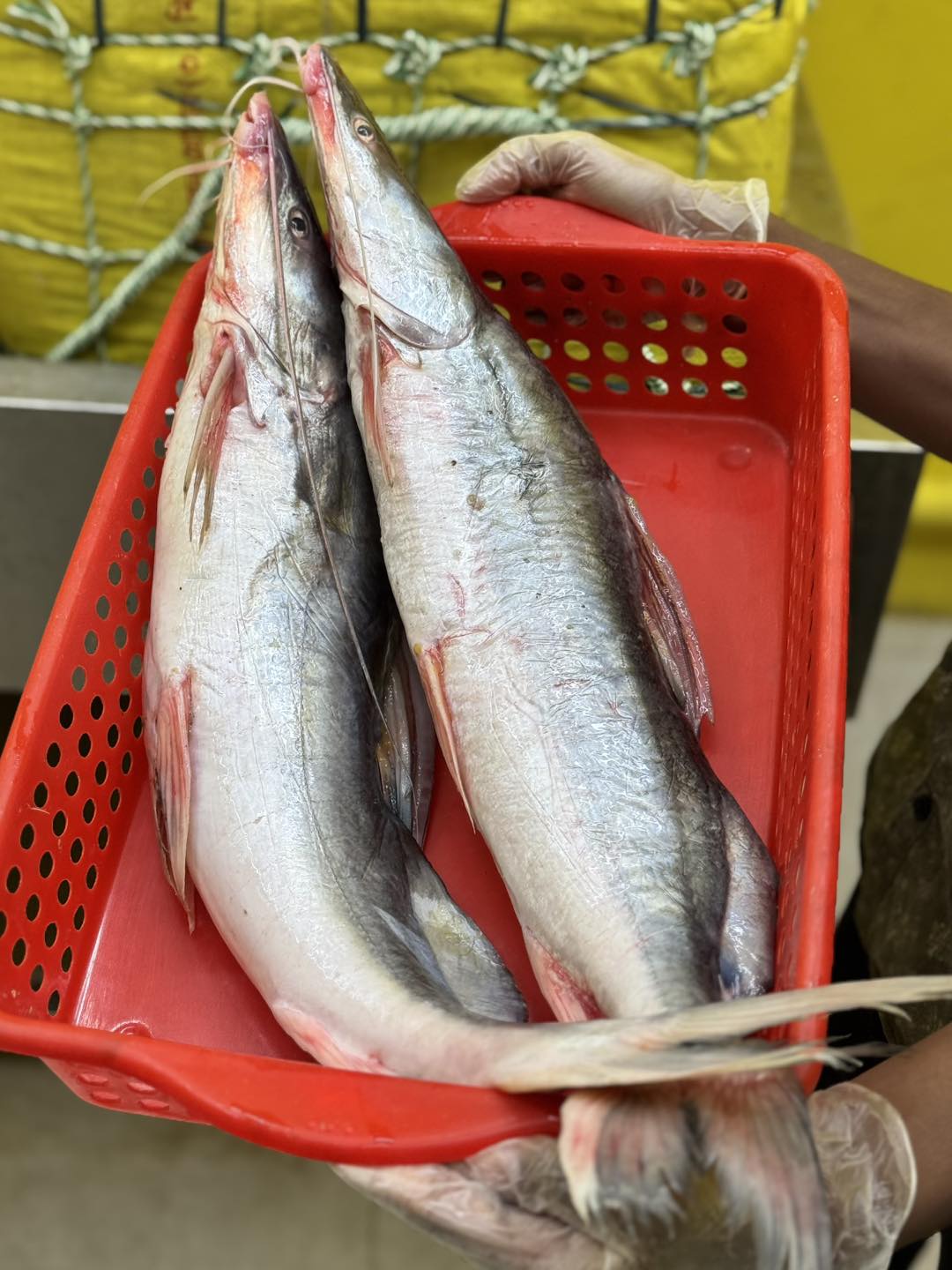 কিশোরগঞ্জের হাওরের আইড়- ৪ থেকে ৫ কেজি সাইজ পারকেজি- ১৭৫০/-