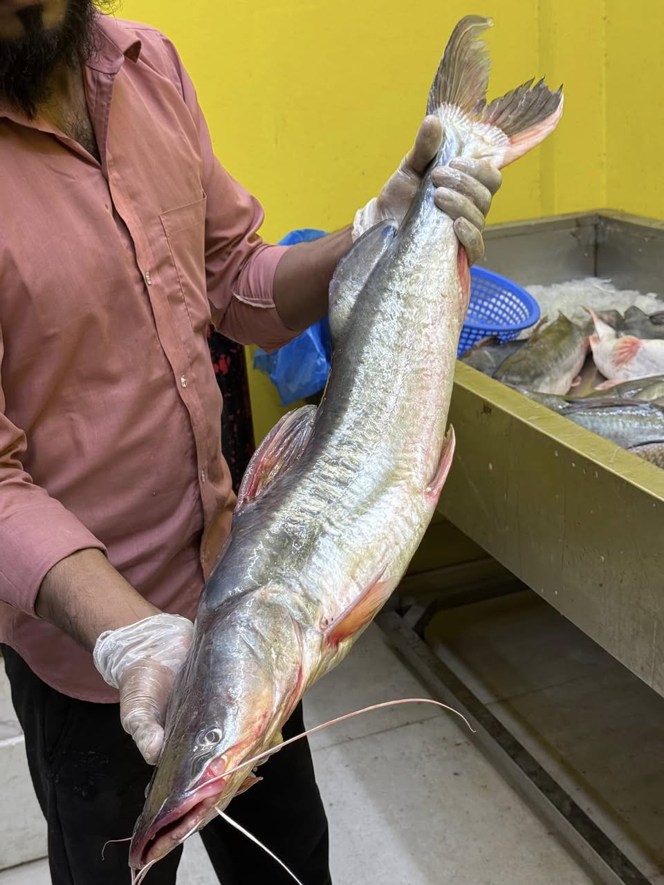 কিশোরগঞ্জের হাওরের আইড়- ৬ থেকে ৭ কেজি সাইজ পারকেজি- ১৮৫০/-