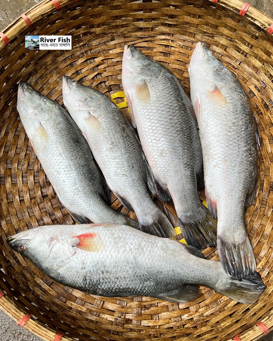 মোংলার ভেটকি কোরাল এক কেজি সাইজ পারকেজি 970/-