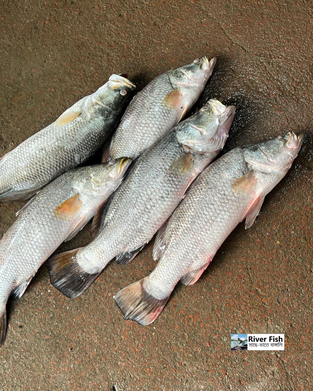 মোংলার ভেটকি কোরাল এক কেজি সাইজ পারকেজি 970/-