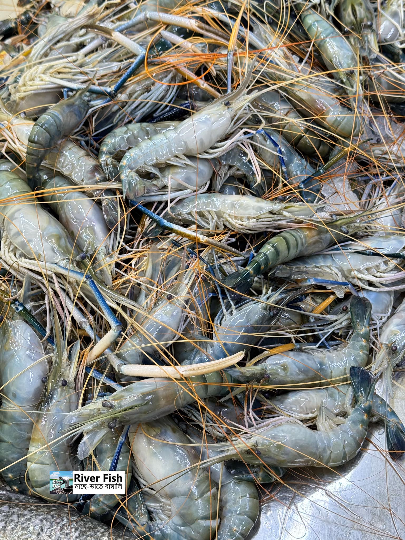 গলদা  ২০/২৫ পিসে কেজি