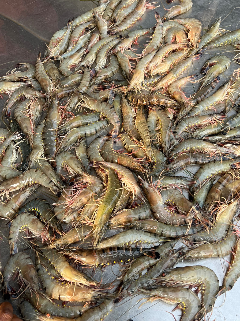 বাগদা চিংড়ি (কেজিতে ২০ থেকে ২৫ পিস)