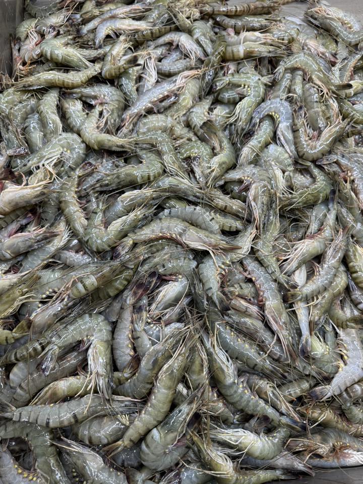 বাগদা চিংড়ি (কেজিতে ২০ থেকে ২৫ পিস)