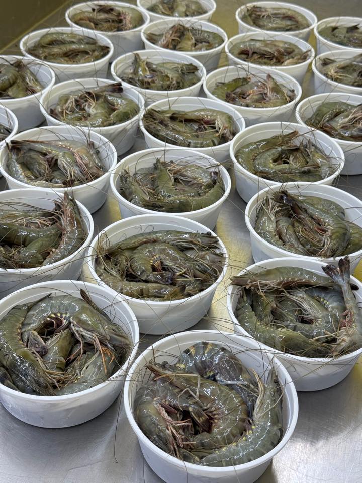 বাগদা চিংড়ি (কেজিতে ২০ থেকে ২৫ পিস)