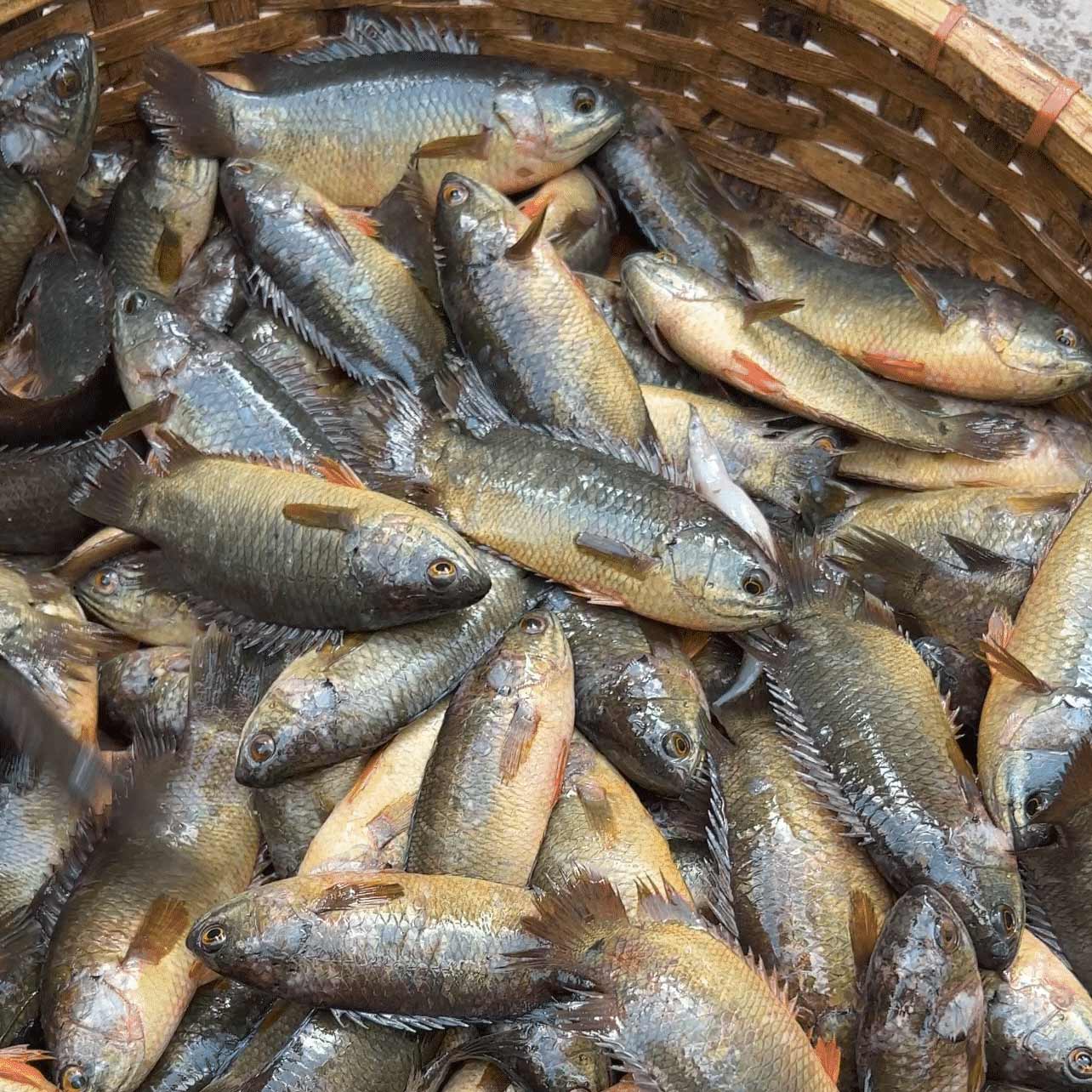 বিলের দেশি কই ছোট সাইজ (কেজিতে ২৫-৩০পিস)