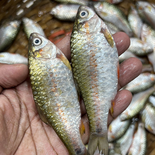 দেশি পুটি মাছ বড় সাইজ