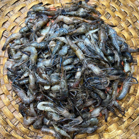 নদীর কালো চিংড়ি