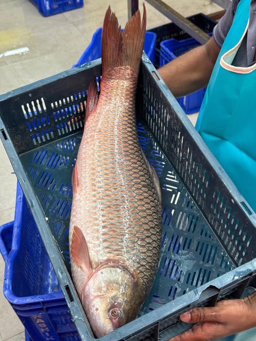 নদীর রুই ৫ কেজি প্লাস থেকে সারে ৫ কেজি সাইজ পারকেজি- 830/-