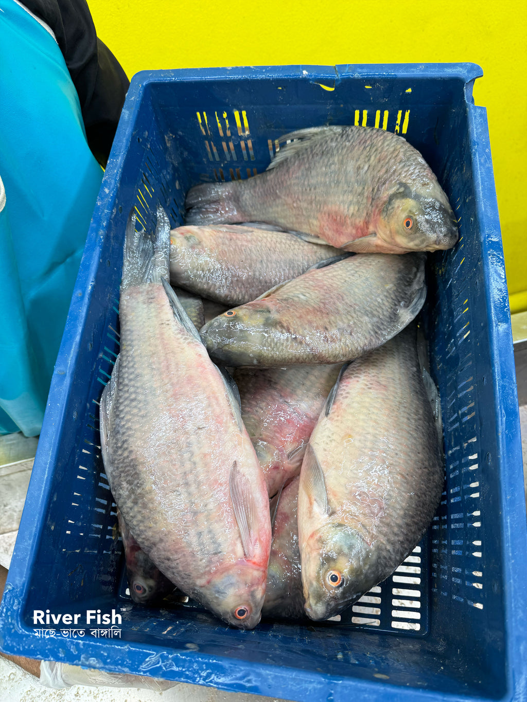 (প্রি-অর্ডার বুকিং - ডেলিভারি টাইম ৭ দিন) নদীর কালিবাউস ৬০০-৮০০ গ্রাম সাইজ পারকেজি 785/-