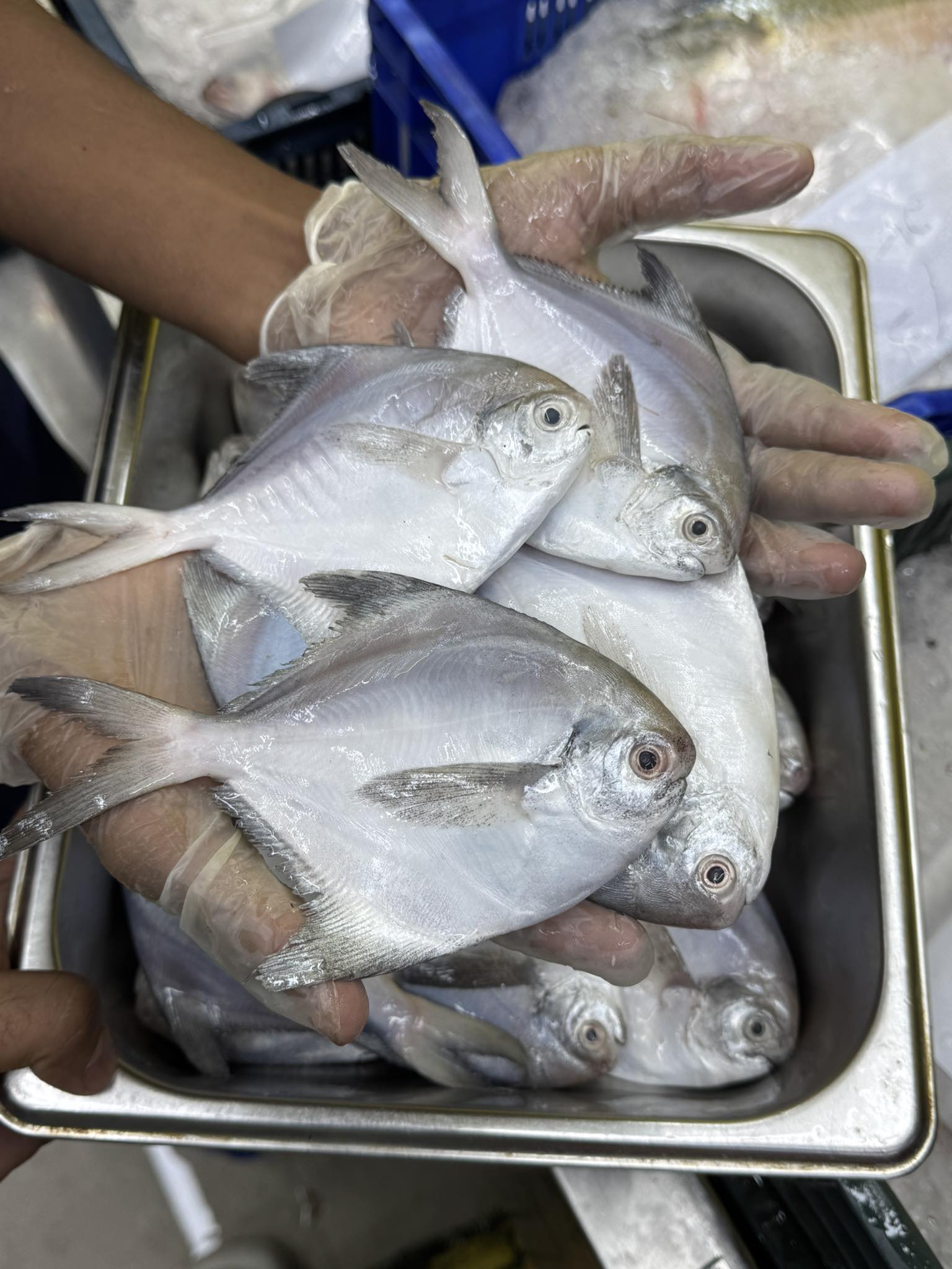 রুপচাদা ১০/১২ পিসে কেজি সাইজ