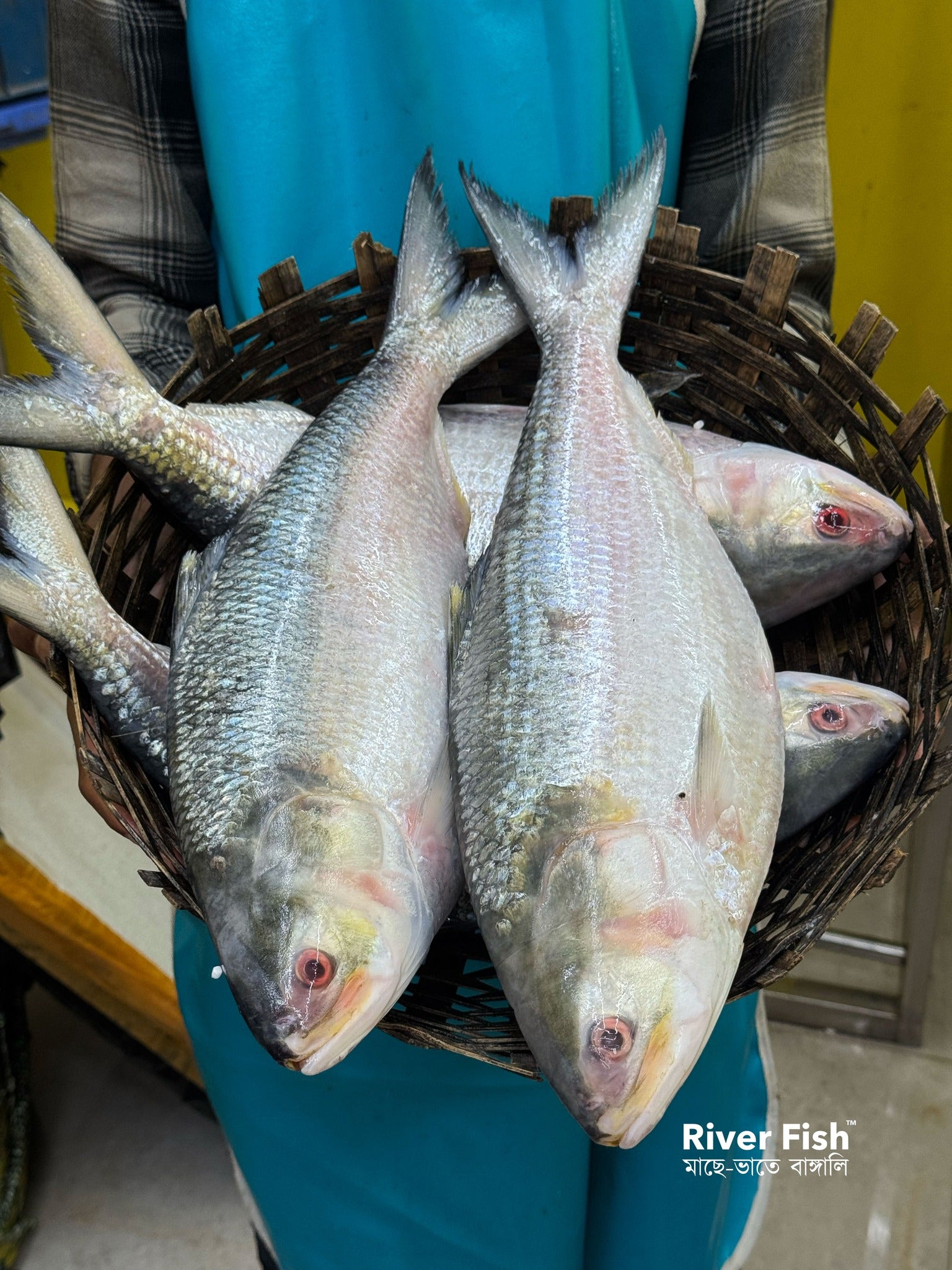 চাঁদপুরের লোকাল ইলিশ- ১৩০০ গ্রাম-১৪০০ গ্রাম সাইজ