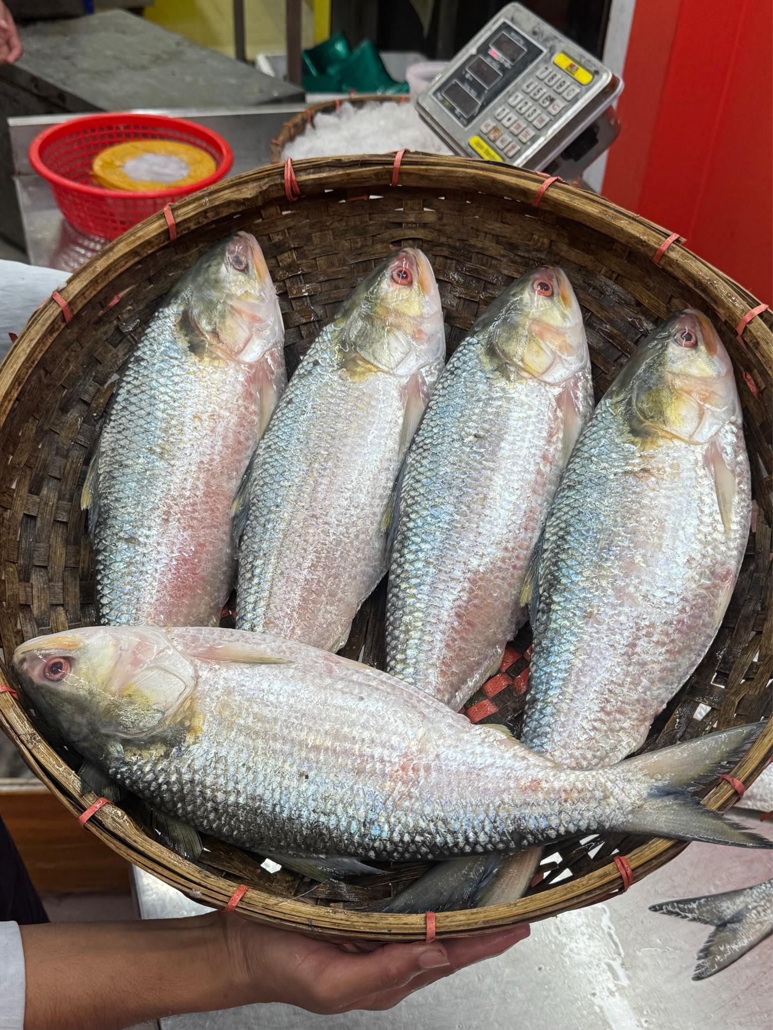 নদীর ইলিশ - ৮০০-৯০০ গ্রাম সাইজ পারকেজি- ৩০৫০/-