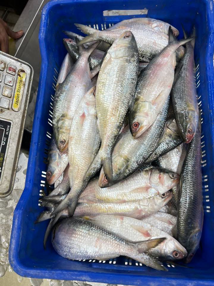 চাঁদপুরের লোকাল ইলিশ- ৪০০/৫০০ গ্রাম সাইজ অফার প্রাইস পারকেজি ২০৮০/-