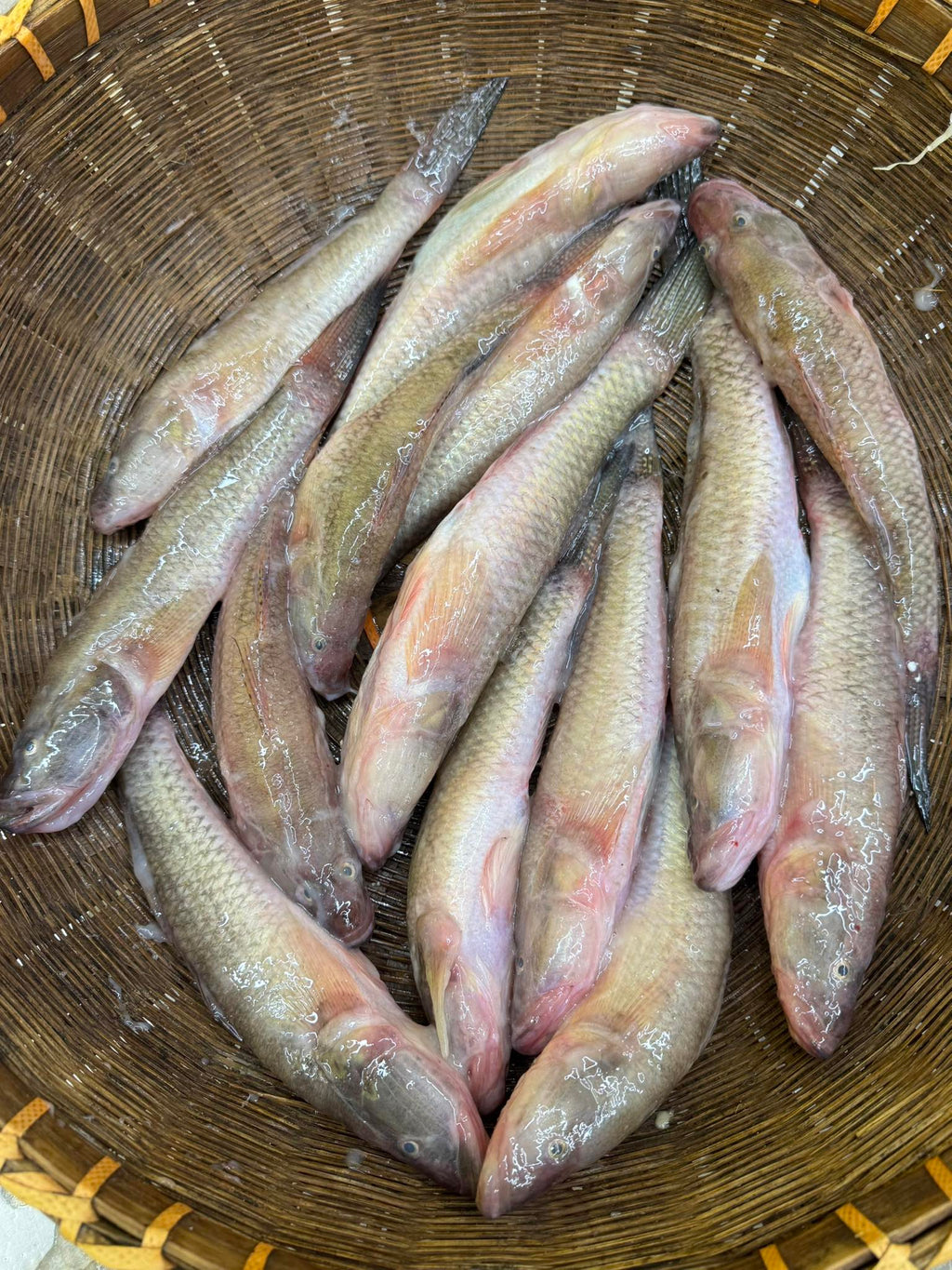 নদীর বেলে রেগুলার সাইজ