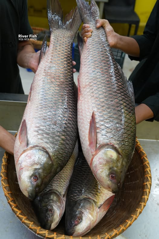 নদীর রুই ৬ কেজি সারে ৬ কেজি সাইজ পারকেজি- 930/-