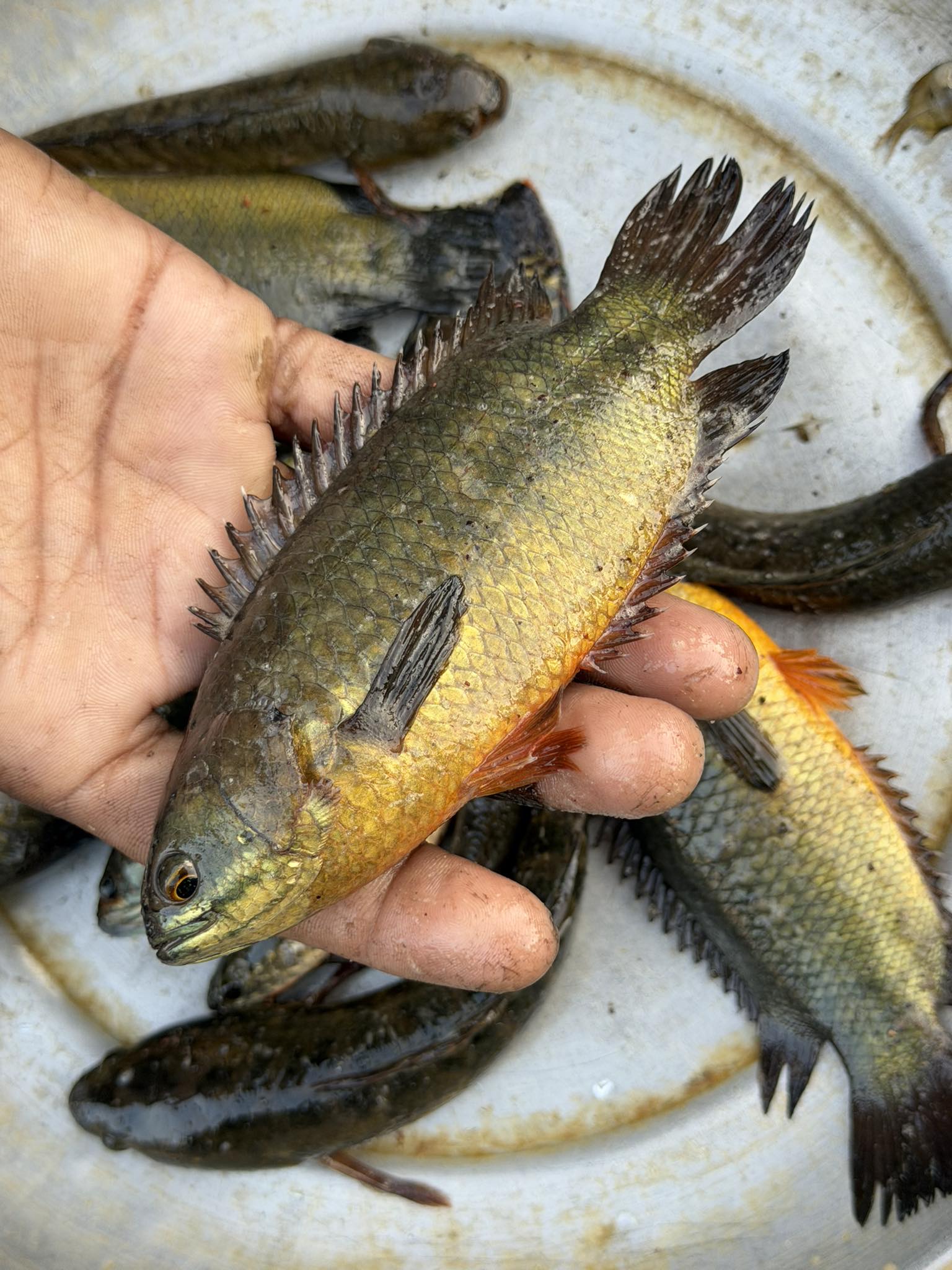 বিলের দেশি কই (১৩-১৫ পিসে কেজি) সাইজ