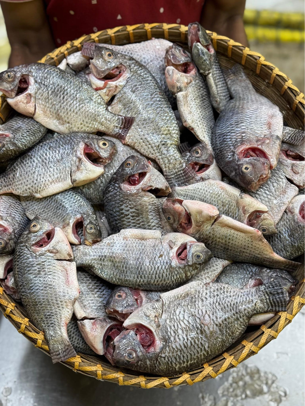 (প্রি-অর্ডার বুকিং - ডেলিভারি টাইম ৭ দিন) সুন্দরবন কেন্দ্রিক উপকূলীয় খালের তেলাপিয়া মাছ