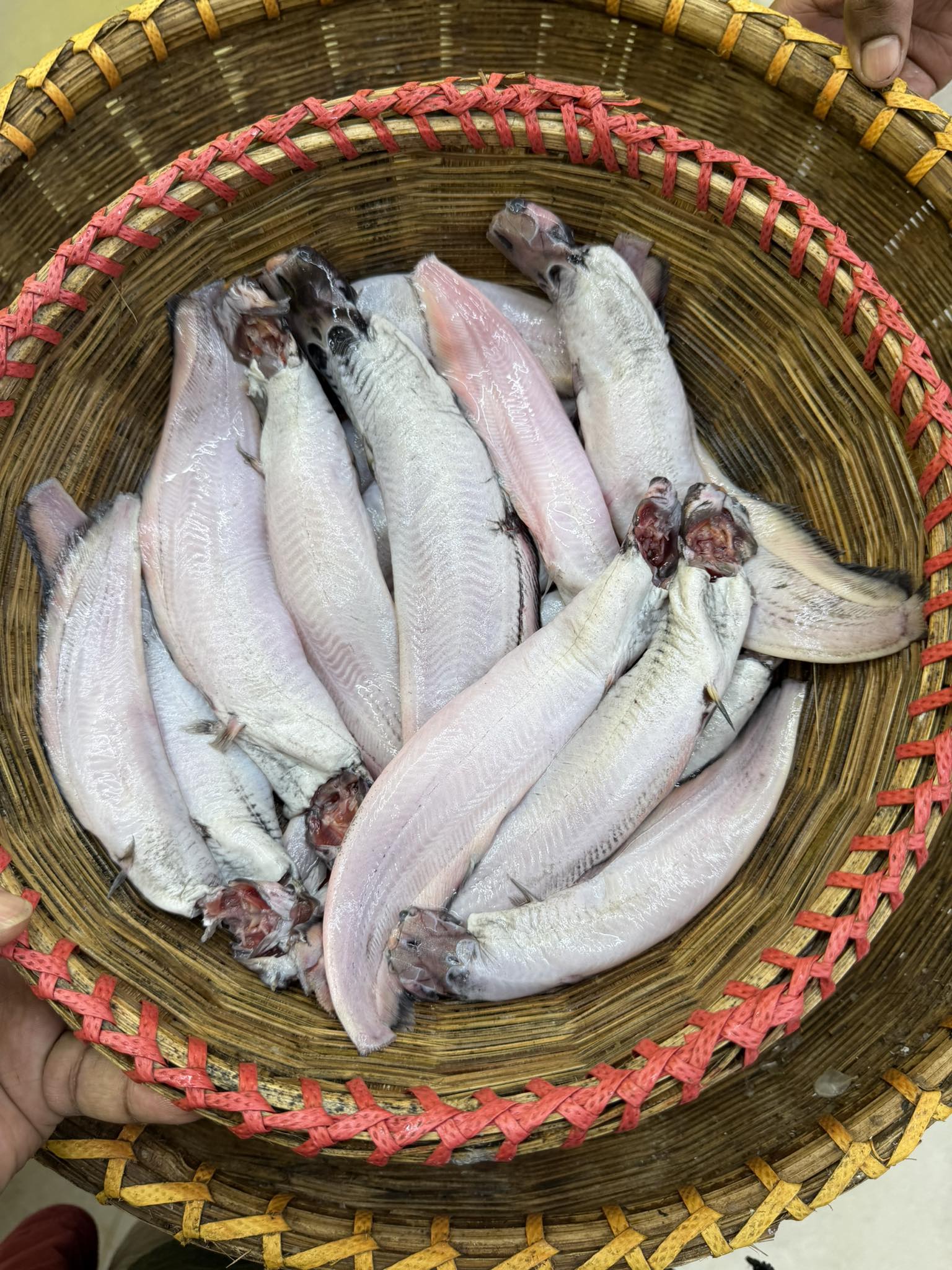 দেশি শিং মিক্সড সাইজ