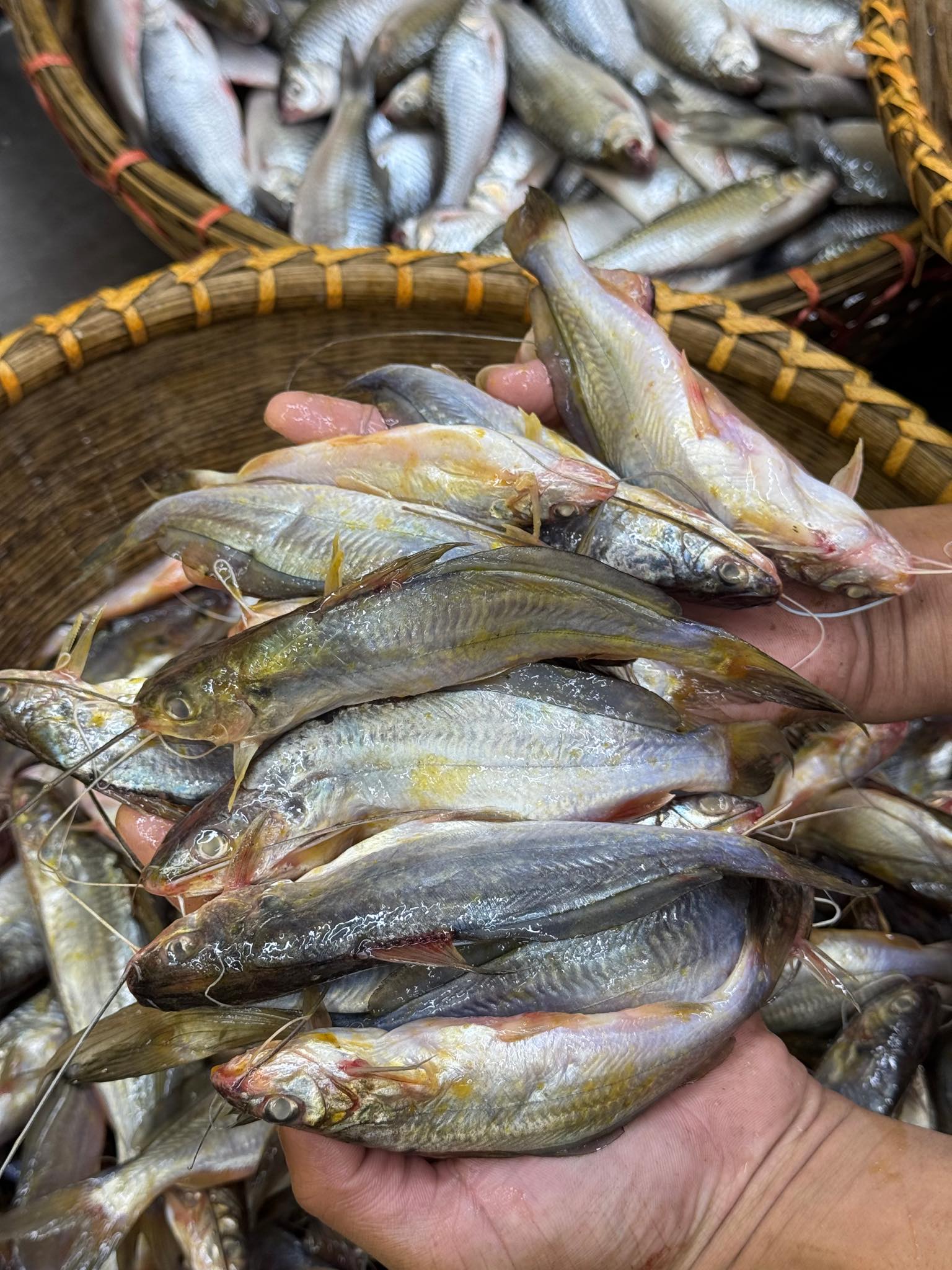 নদীর গুলশা রেগুলার সাইজ