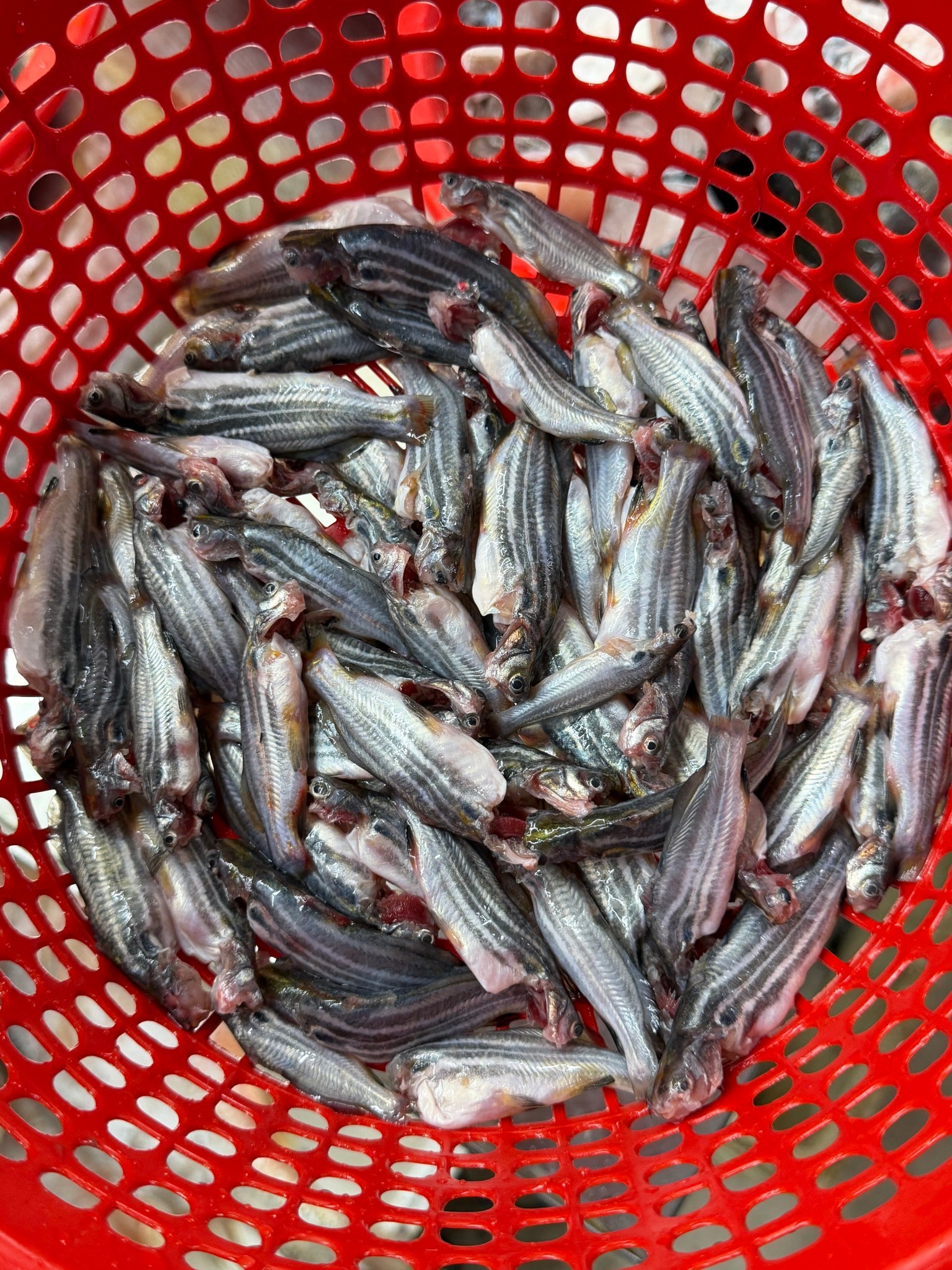 নদীর মধু টেংরা