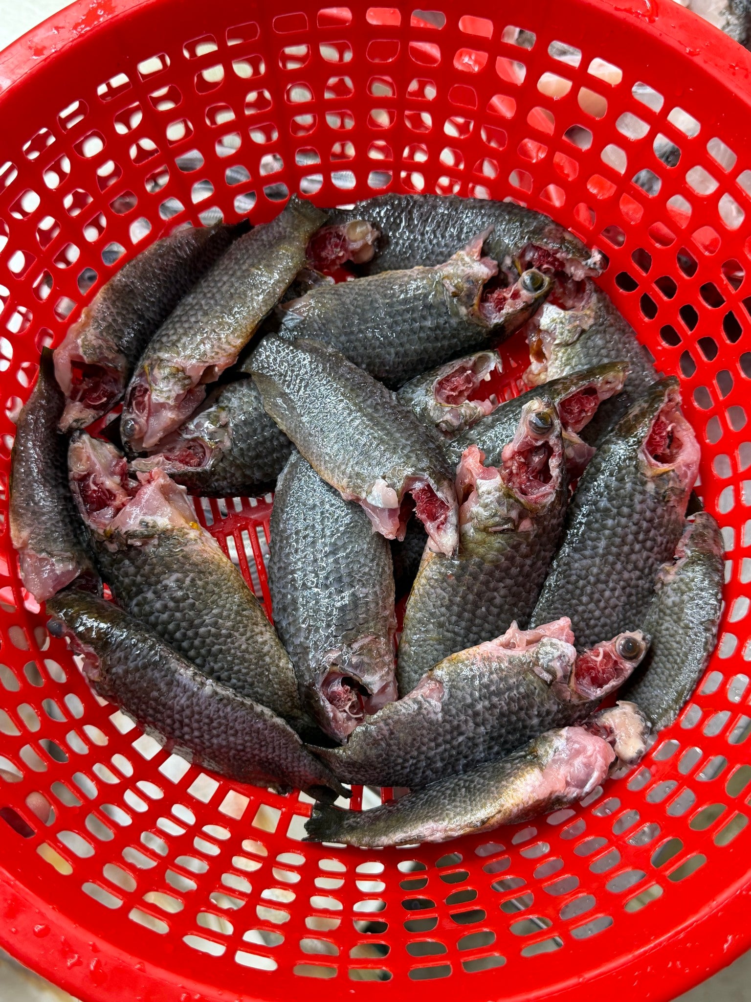 বিলের দেশি কই (১৩-১৫ পিসে কেজি) সাইজ