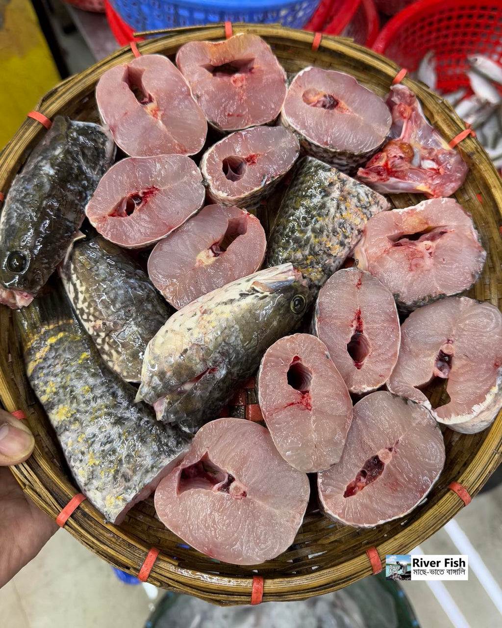দেশি শোল ১ কেজি প্লাস সাইজ পারকেজি ১৪৬০/-