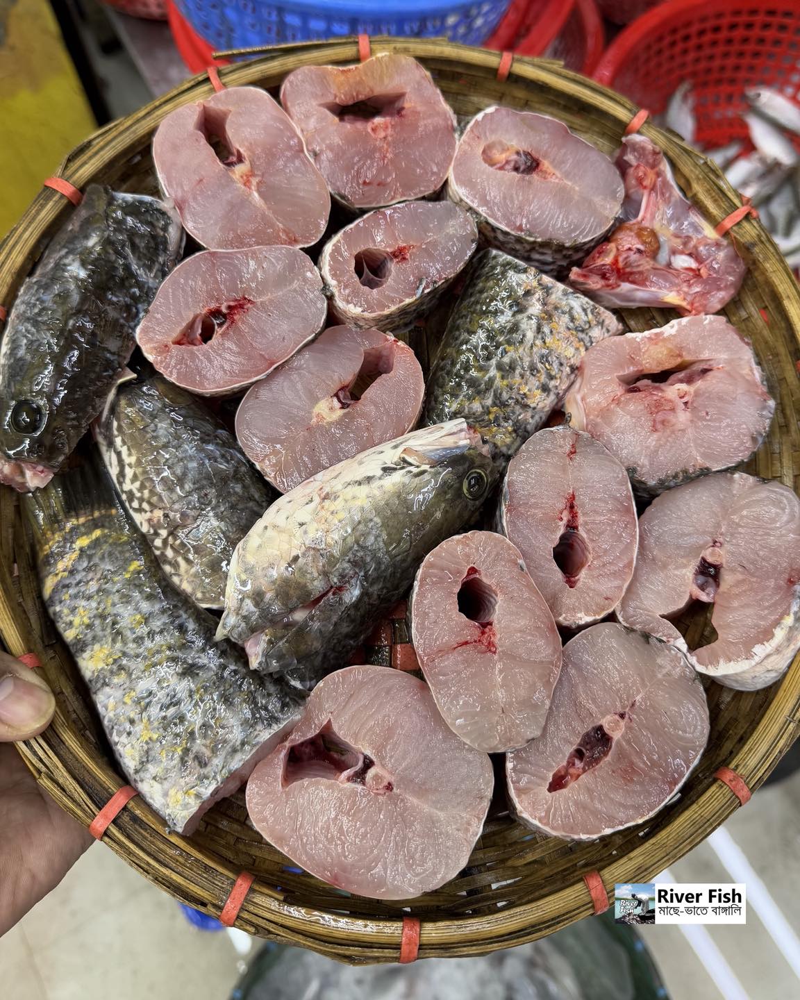 দেশি শোল ১ কেজি প্লাস সাইজ পারকেজি ১৪৬০/-