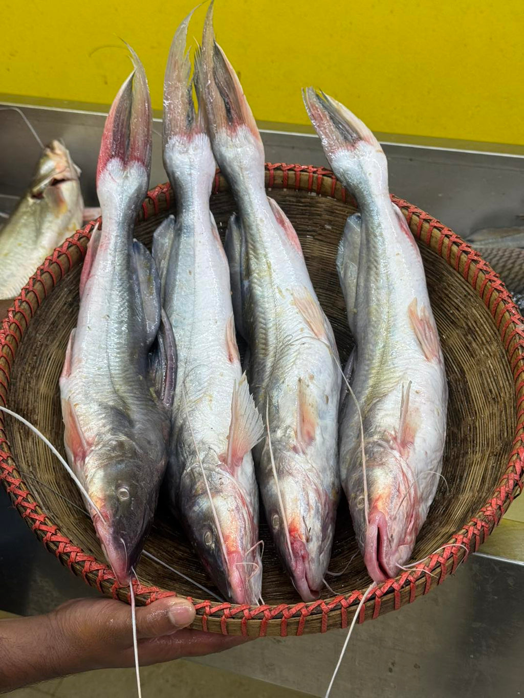 কিশোরগঞ্জের ধনু নদীর আইড়- দের থেকে ২ কেজি সাইজ পারকেজি ১৭০০/-