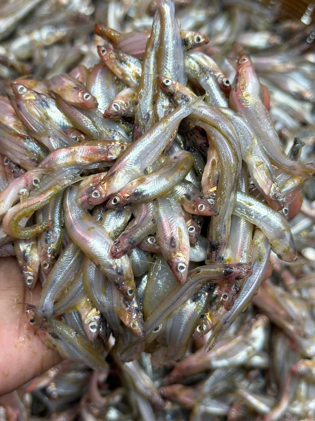 কিশোরগঞ্জের ধনু নদীর বাতাসি মাছ