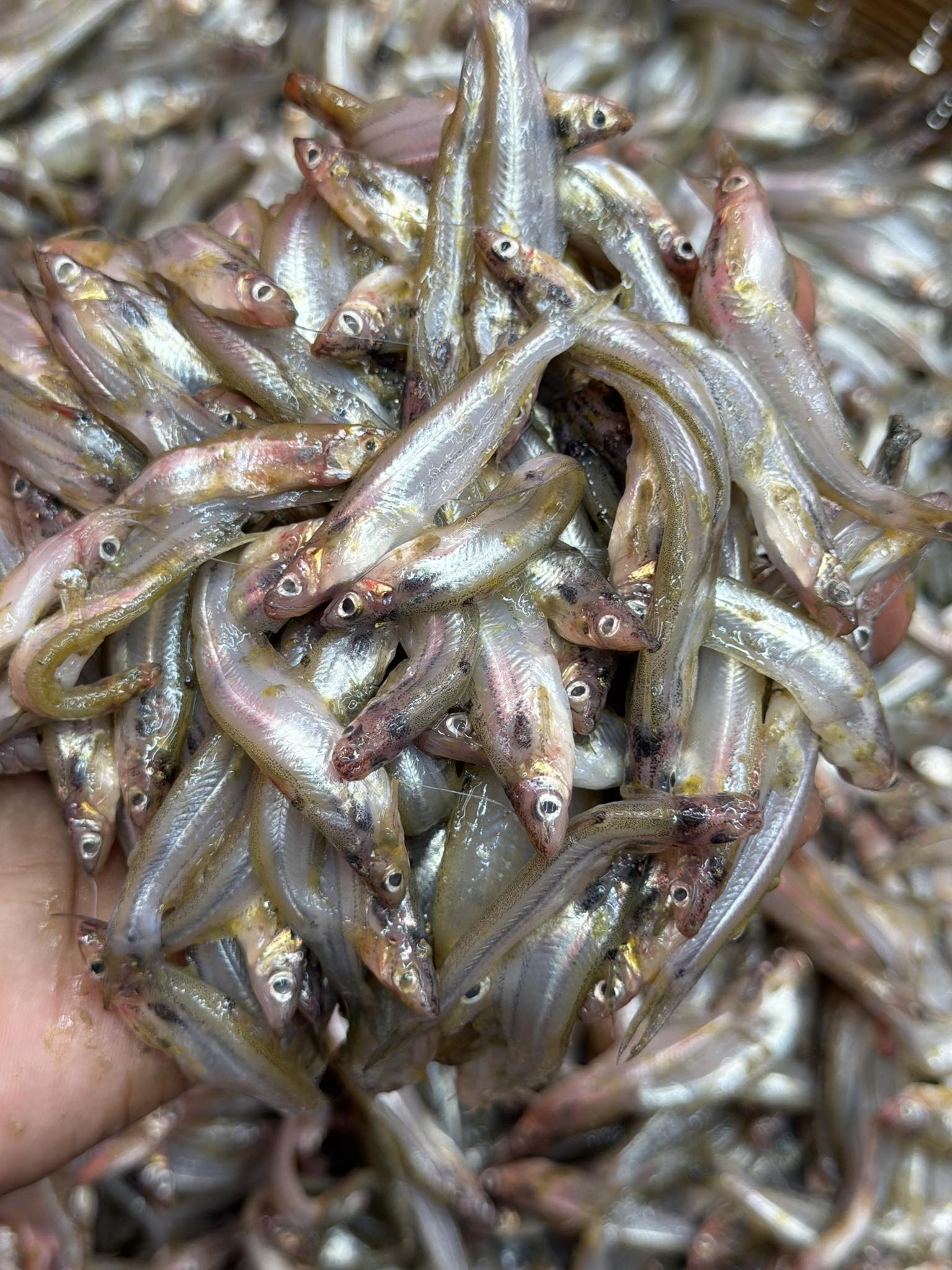 কিশোরগঞ্জের ধনু নদীর বাতাসি মাছ